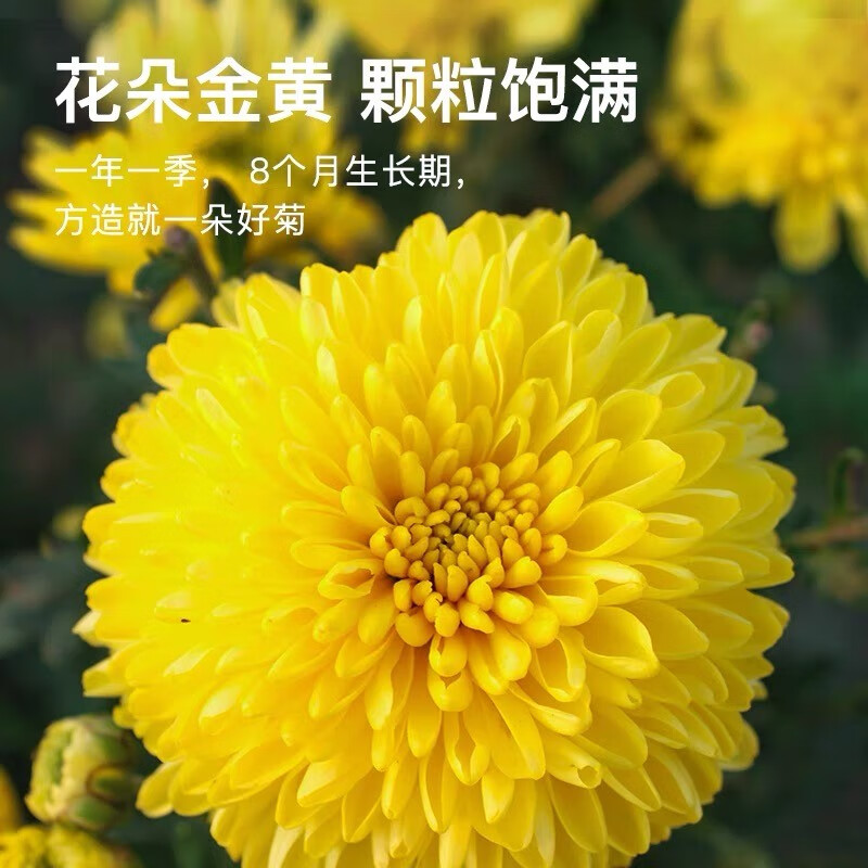 【中国直邮，时效7-15天】婺牌 婺源绣球皇菊菊花茶 江西特产花茶礼盒 金丝皇菊特级茶 婺源皇菊花王 两盒装 48朵