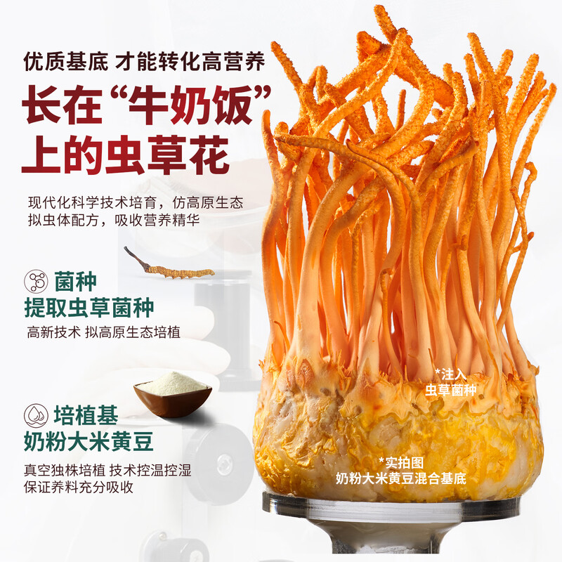【中国直邮，时效5-12天】山海堂 有机蛹虫草金虫草花 干货菌菇 【家用】圆美 煲汤鲜甜250g