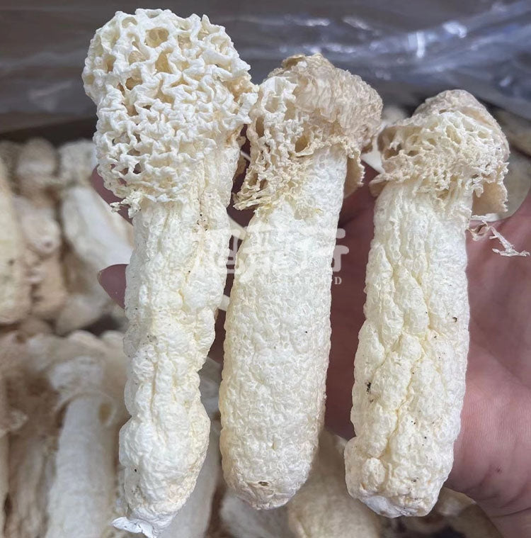 旭龙行 云南香格里拉 野生菌 特级 全干 野生竹笙 4OZ 113克装 