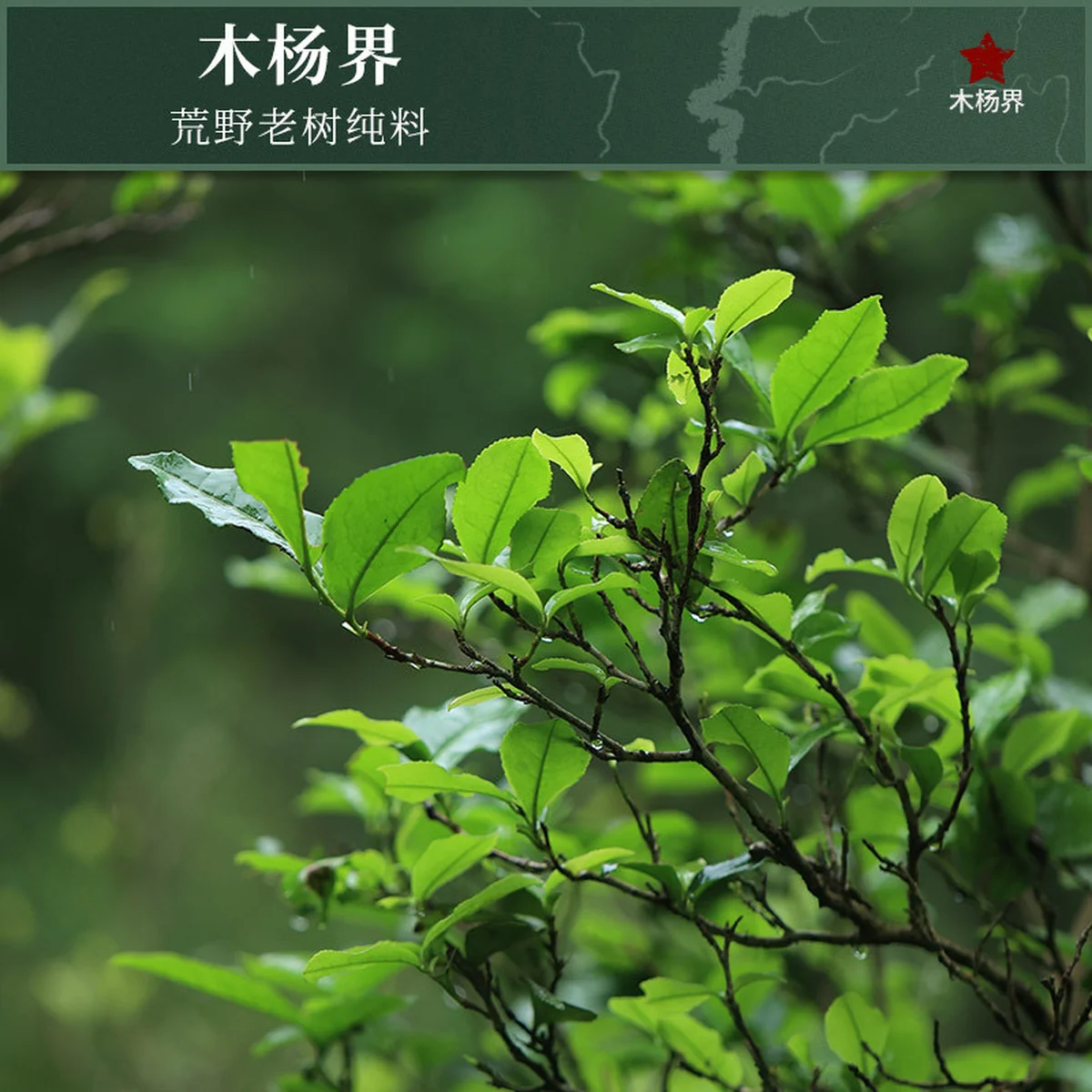 Baishaxi Anhua Black Tea Magnolia Dew Wild Flower Brick 100g