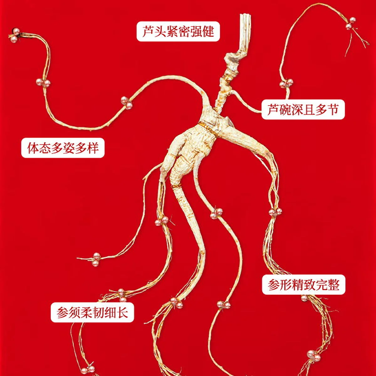 【中国直邮，时效7-15天】长白山人参 官方15年及以上野山参礼盒【附野山参鉴定证书】   礼盒装 5g*1盒