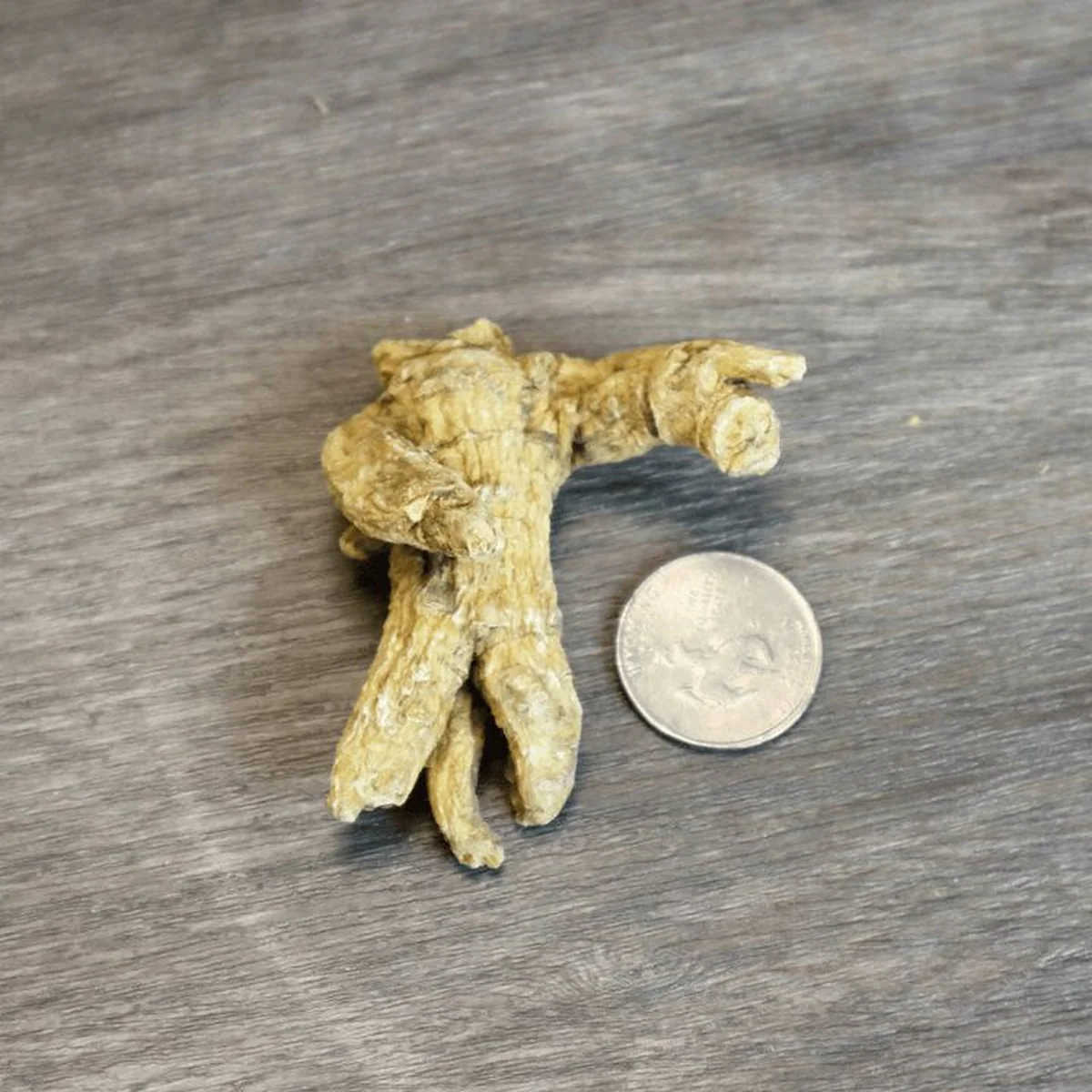 JiuLongTang Wisconsin Semi-Wild “Tiger Claw” American Ginseng · 7–8 Years · Sliced or Whole Root (4 oz)