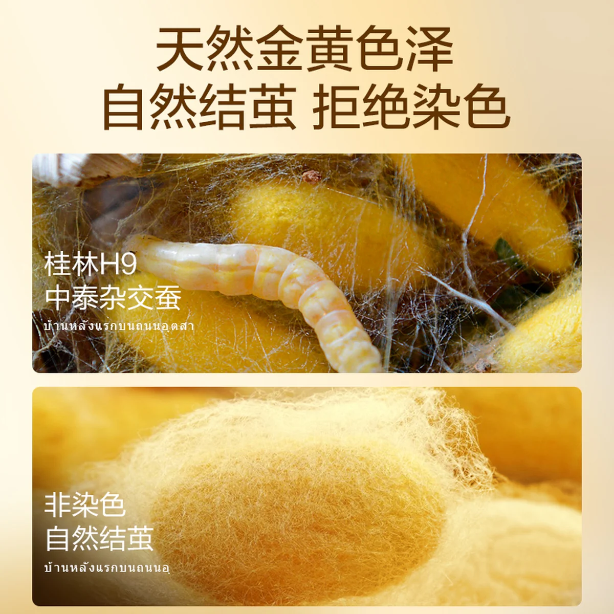 【中国直邮，时效8-20天】钱皇 100%双宫茧黄金桑蚕长丝被 多项专利技术 优中选精 220*240cm
