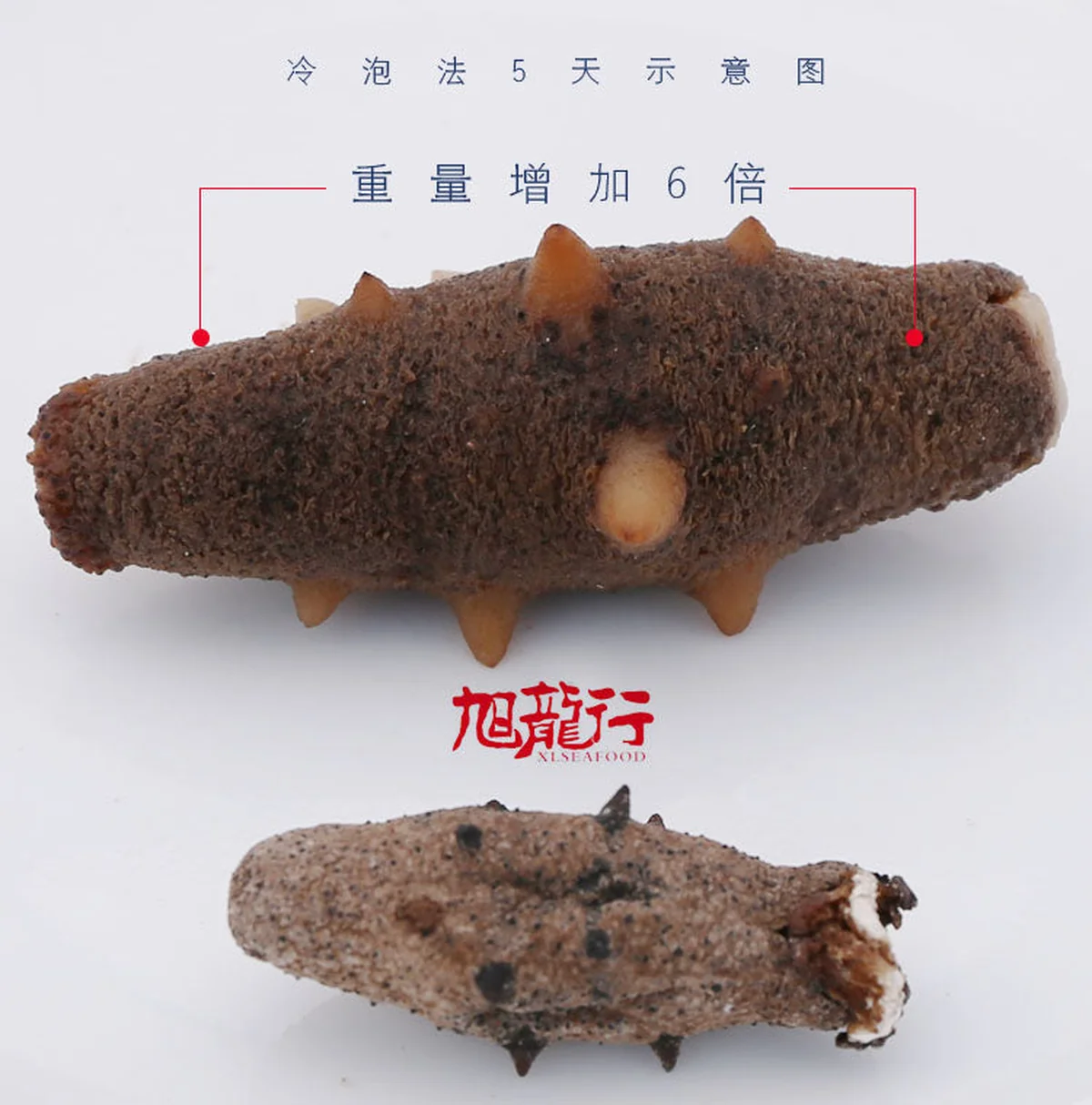 XLSEAFOOD Wild Dried American warty sea cucumber,Nourishing Beauty, Good quality ,First Class 0.5 lb