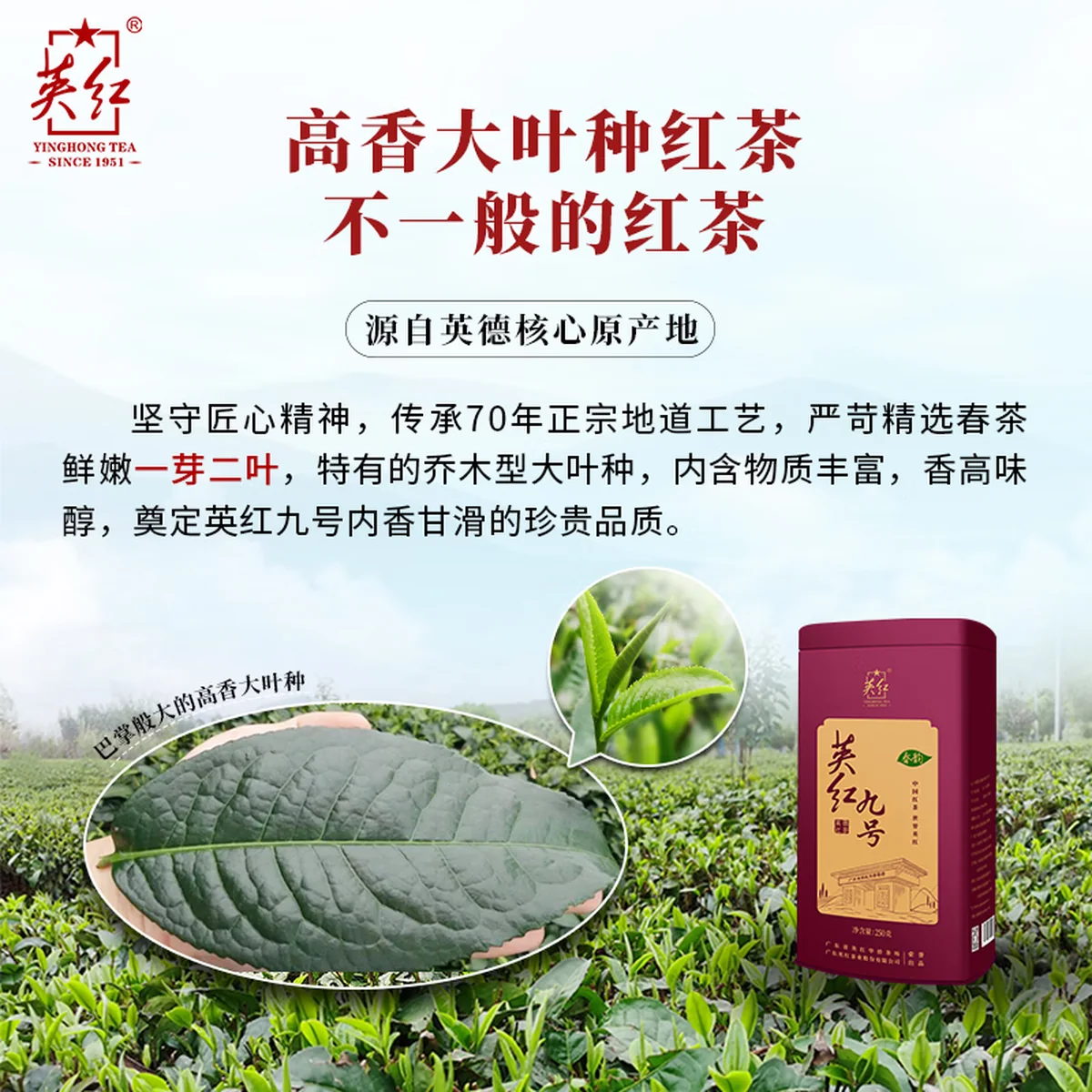 【中国直邮，时效10-15天】英红牌红茶 春茶英红九号有机红茶 大份量罐装250g 节日送礼自饮