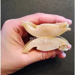 旭龙行 特级澳洲溏心淡干鲍鱼 溏心鲍 煲汤粥食材-0.5磅-特级#35