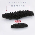 XLSEAFOOD Sun Dried Wild Caught Black pin Atlantic Sea Cucumber AAAA Grade