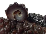 Haishentianxia Wild Black Spike Dried Atlantic Sea cucumber EU001