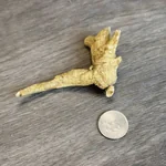 JiuLongTang Wisconsin Semi-Wild “Tiger Claw” American Ginseng · 7–8 Years · Sliced or Whole Root (4 oz)