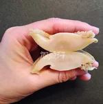 XLSEAFOOD Premium Australian lightly dried abalone