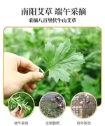 【下架】同仁堂 南京同仁堂艾草养生锤肩颈按摩捶背敲打按摩锤背腿部经络疏通手持按摩器 长款26cm