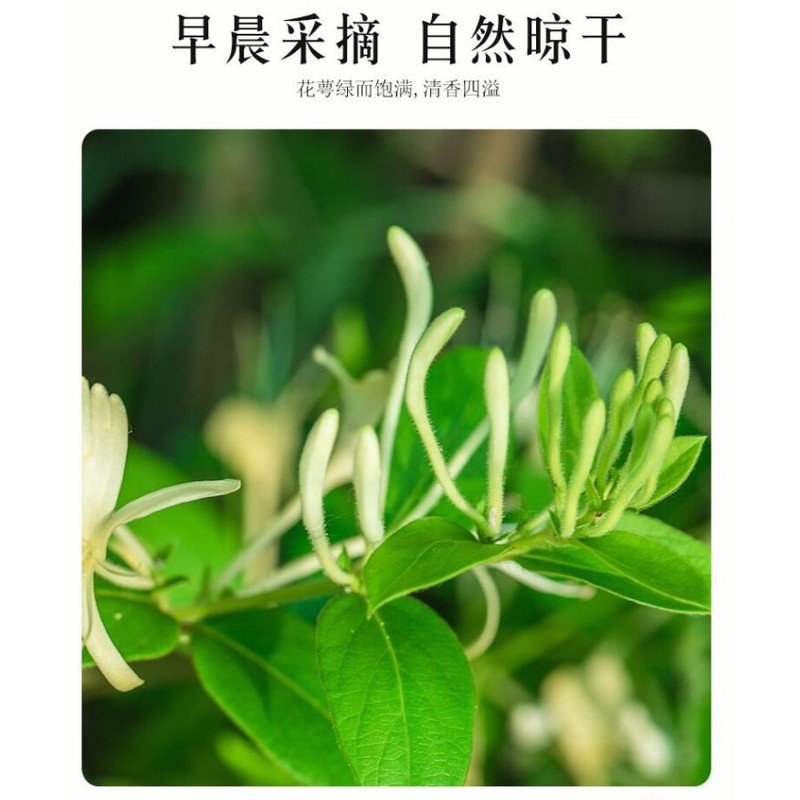 旭龙行 中国金银花干 (忍冬)   清热解毒 通活经络 特级精品 8oz（0.5lb） 