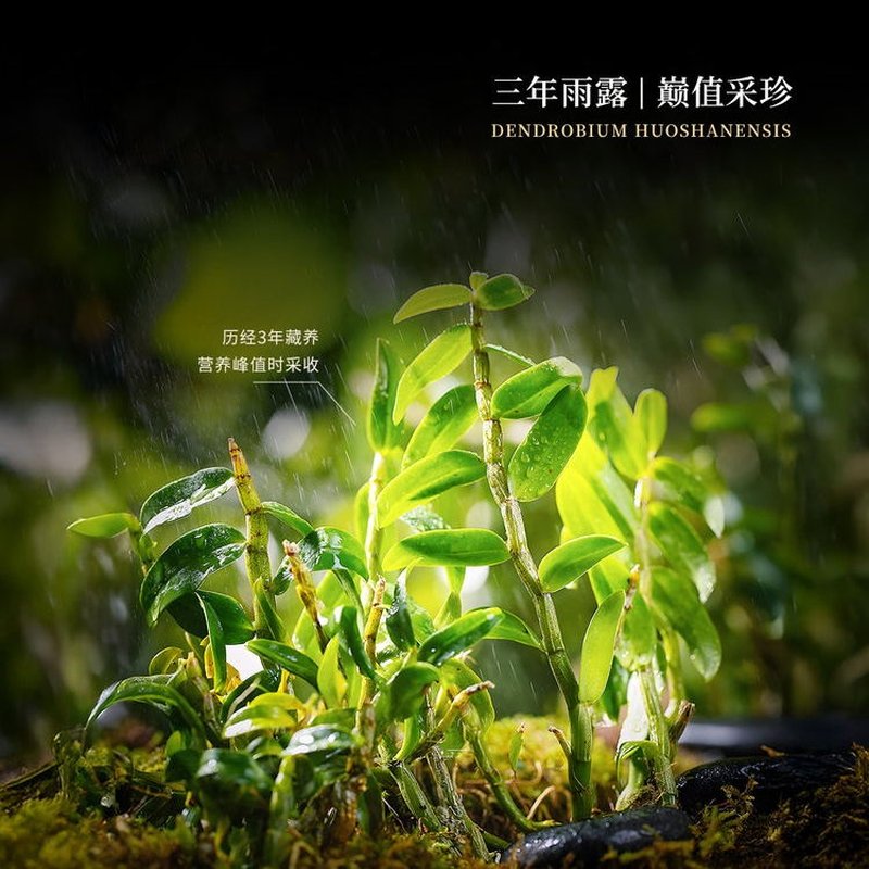 【中国直邮，时效7-15天】天下泽雨 铁皮石斛冻干片 真空冻干 冲泡即食 30g
