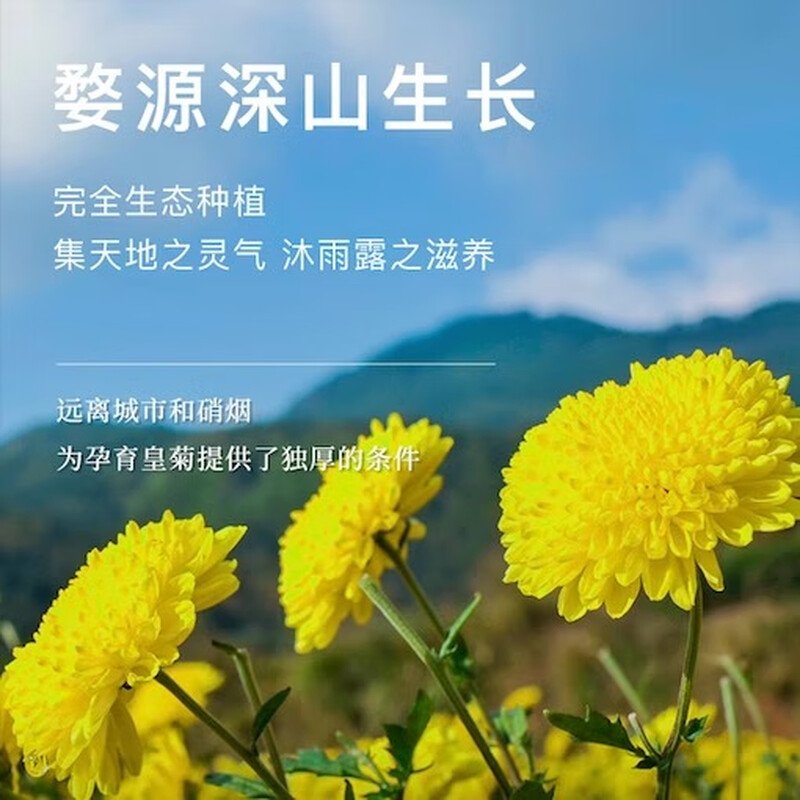 【中国直邮，时效7-15天】婺牌 婺源绣球皇菊菊花茶 江西特产花茶礼盒 金丝皇菊特级茶 婺源皇菊花王 两盒装 48朵