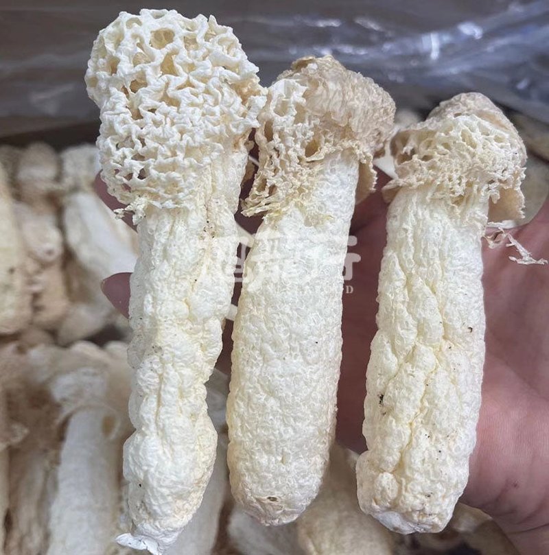 旭龙行 云南香格里拉 野生菌 特级 全干 野生竹笙 4OZ 113克装 