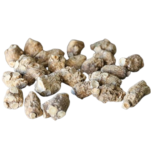 旭龙行 半野生花旗参 威州珍珠花旗参 3-6年生珍珠泡参 全修剪-中号 0.5磅