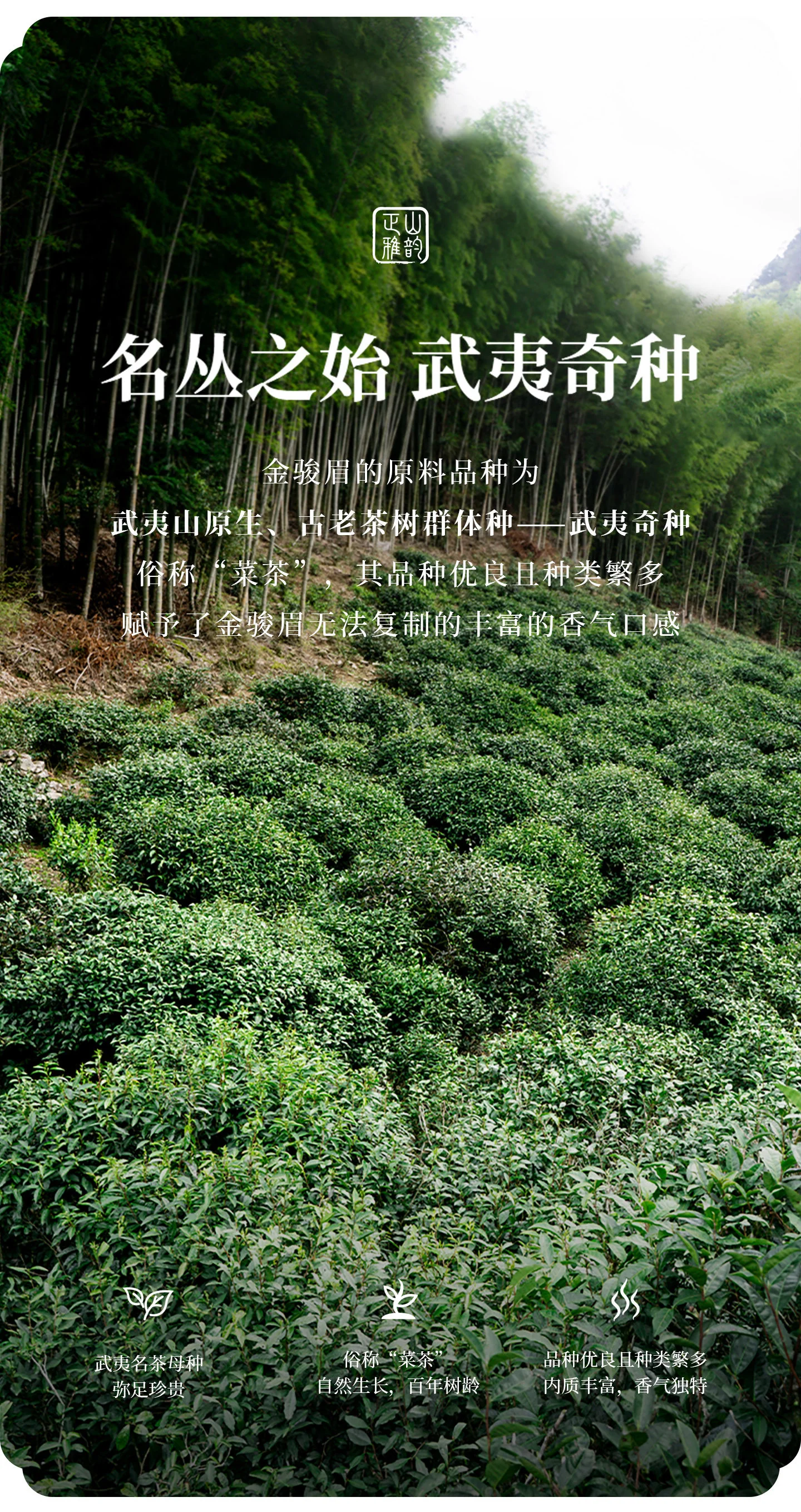 Zhengshantang, Jinjunmei Black Tea, Wuyi Black Tea, Authentic Wuyishan Tongmuguan Premium Tea, Small Can, 50g detail image 4
