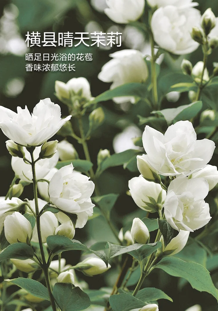 【中国直邮，时效7-15天】北鼎Buydeem养生茶包 茉莉龙珠盒装/7袋/21g 三盒装共63g 详情图 3