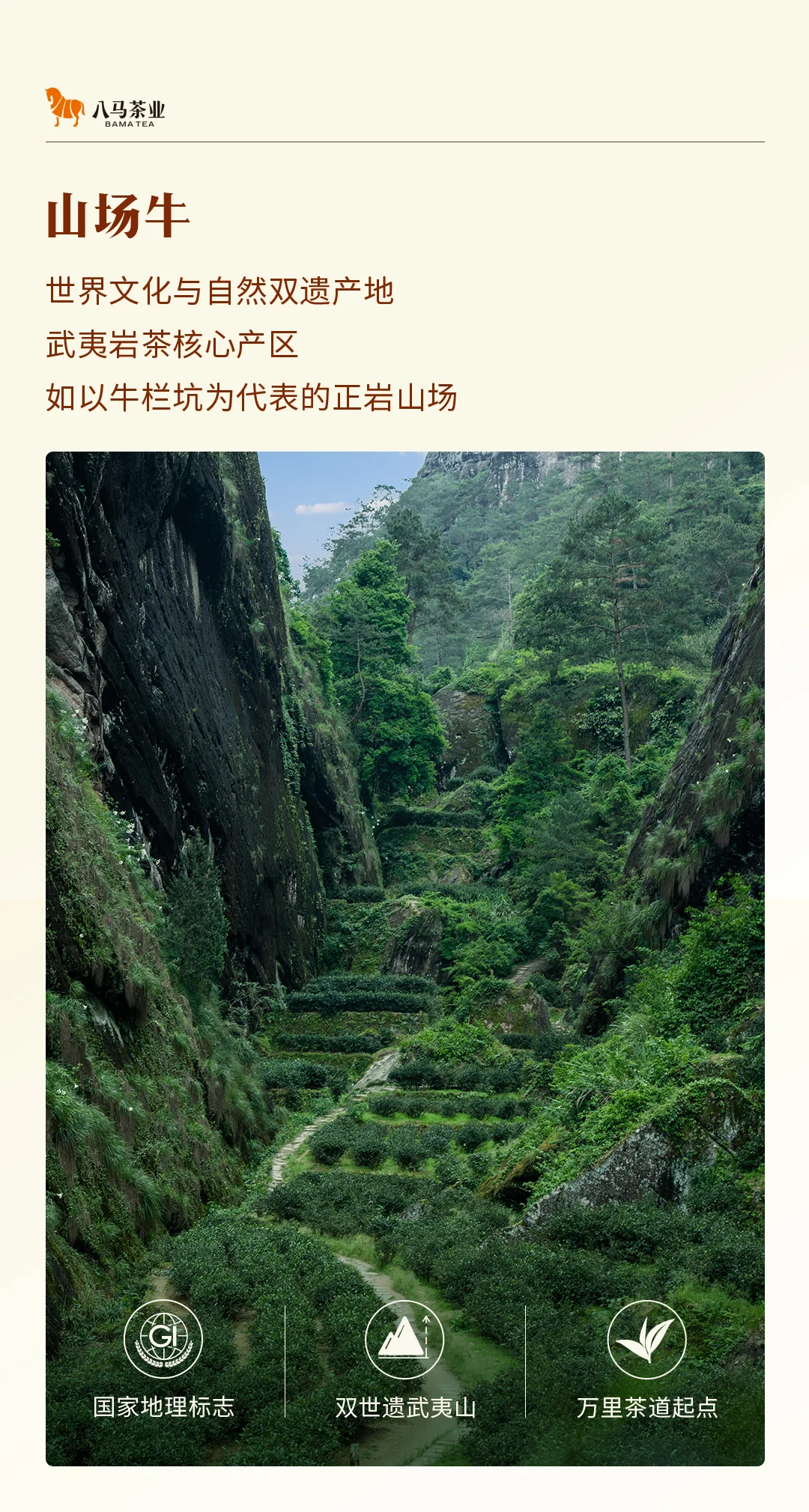 【中国直邮，时效7-15天】八马茶业 武夷岩茶 肉桂 乌龙茶 牛一12800悦享版 送礼茶叶 盒装 51g detail image 3