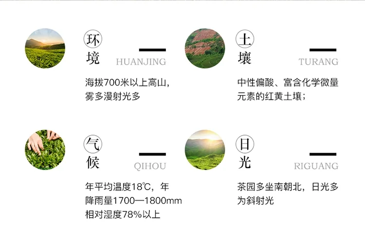 The light of East Lake Tie Guanyin Tea AA2172 Ecologically good tea with mellow taste detail image 4