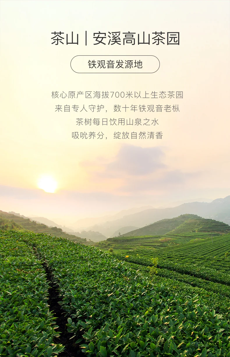 【中国直邮，时效7-15天】八马茶业 赛珍珠3000 · 安溪铁观音（75克） 详情图 2