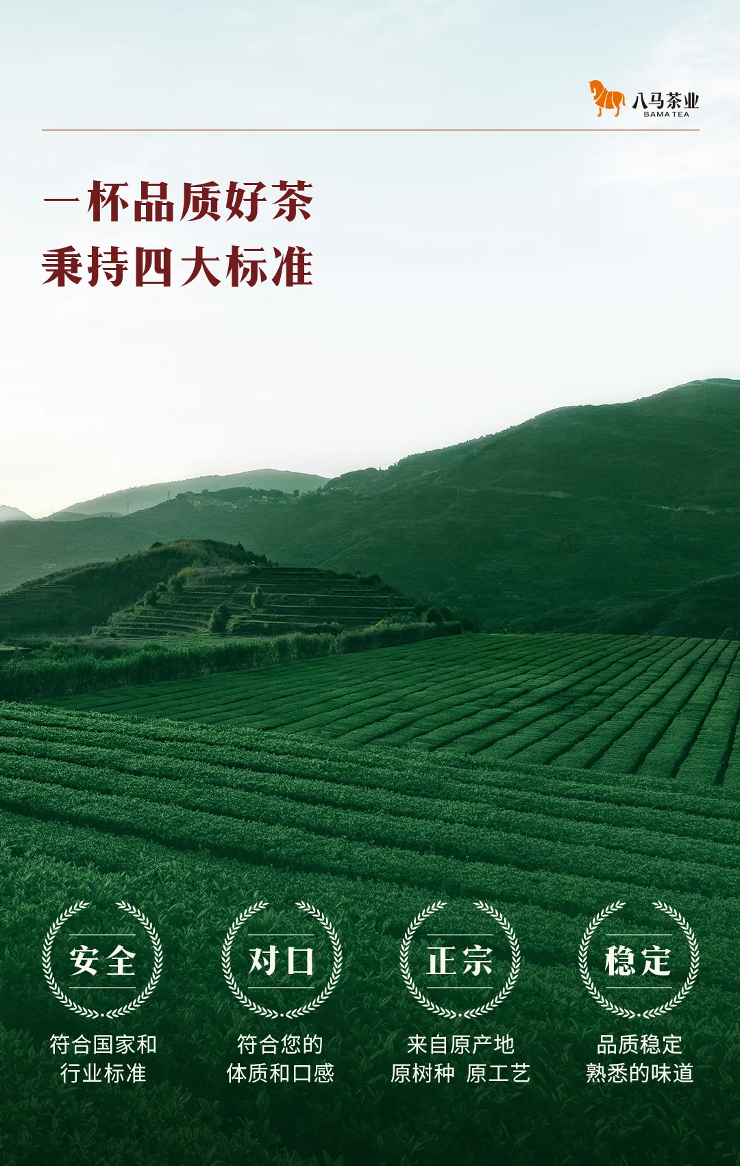 【中国直邮，时效7-15天】八马茶业 鼎红10000武夷红茶 特级金骏眉尊享装(50克 12包) 详情图 12