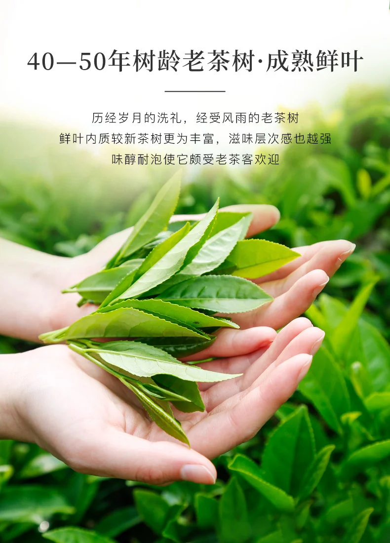 【中国直邮，时效5-12天】八马茶业马说6000·大红袍（76.5克） detail image 4