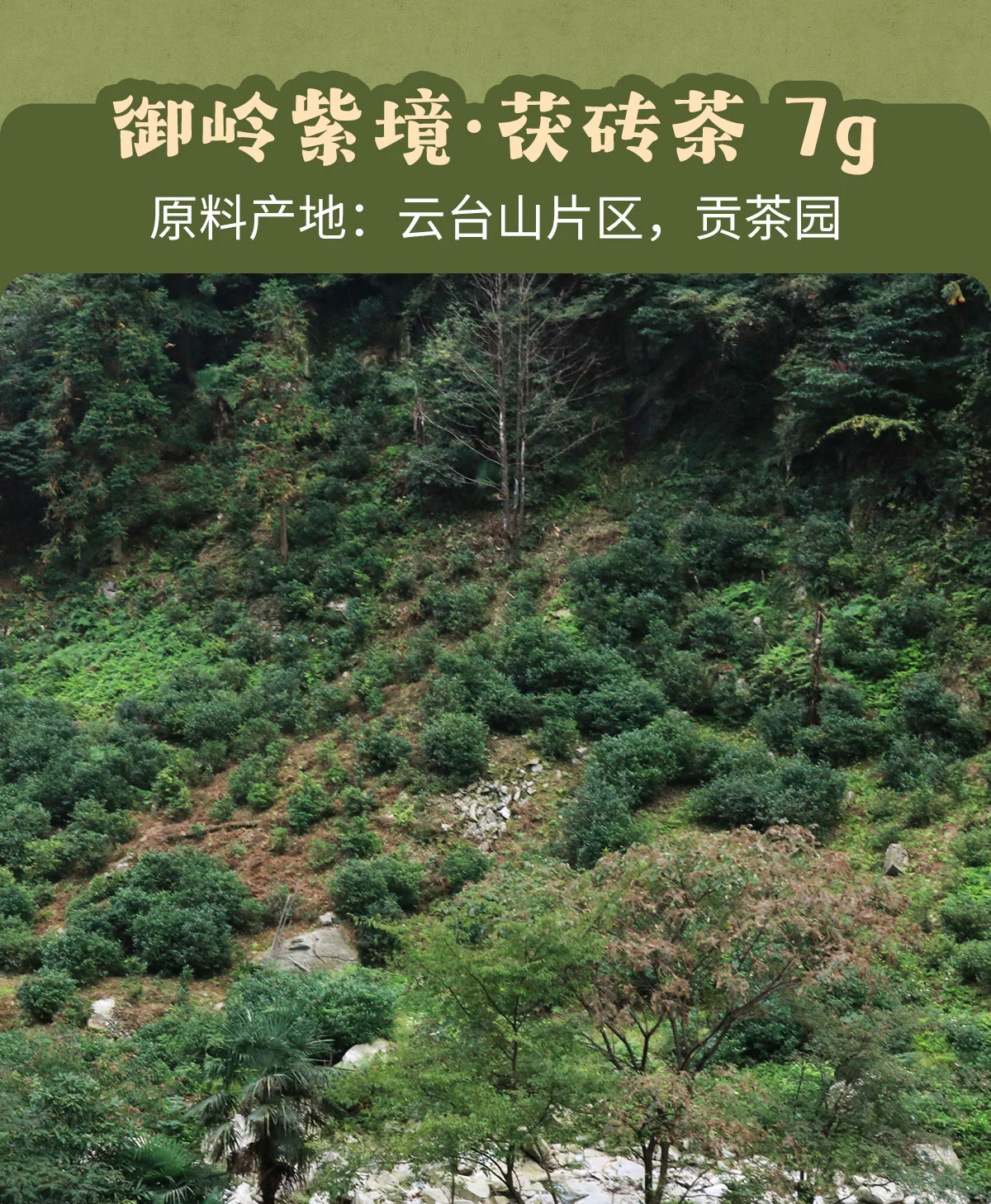 白沙溪 大荒之美 安化黑茶八合一品鉴合集 皇家溪全明星系列  7克*10袋 详情图 6