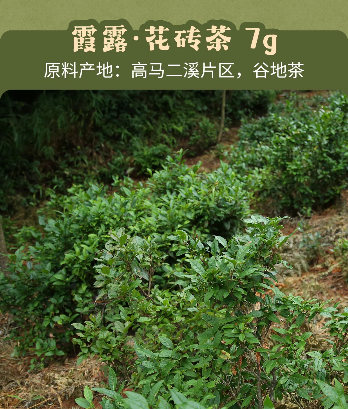 白沙溪 大荒之美 安化黑茶八合一品鉴合集 皇家溪全明星系列  7克*10袋 详情图 8