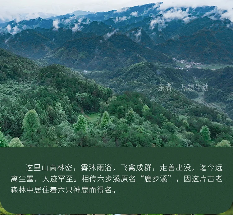 Baishaxi Anhua Dark Tea Six-Step Exquisite Tianjian Thin Slices 60g detail image 6
