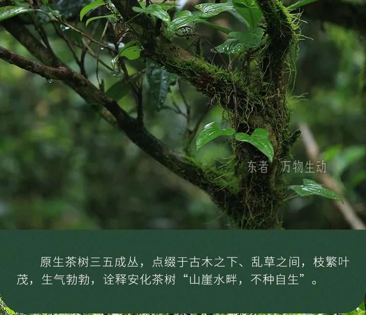 Baishaxi Anhua Dark Tea Six-Step Exquisite Tianjian Thin Slices 60g detail image 7