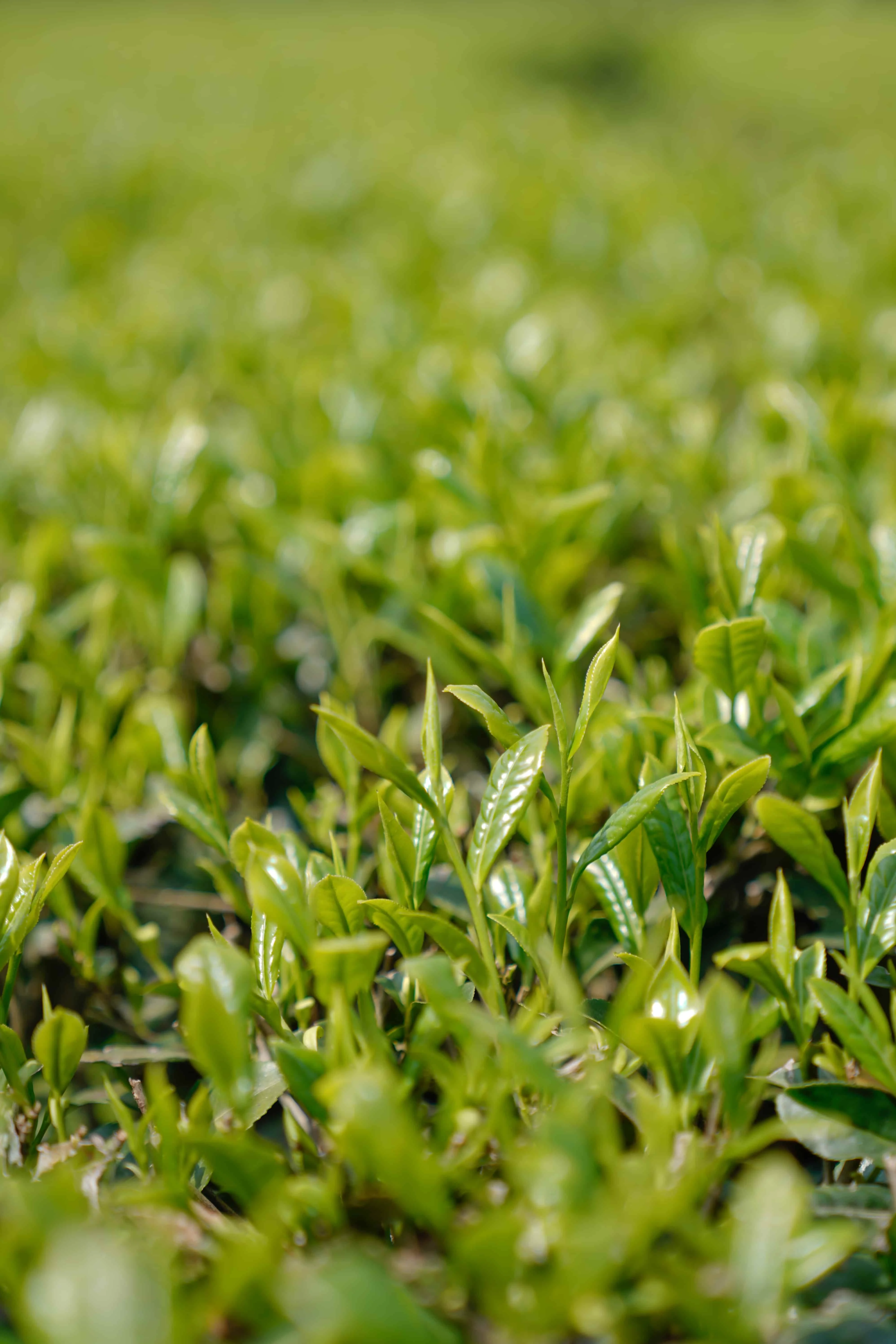 小师姐评茶 湖南千两茶 安化黑茶 2014年压制 盒装 100克 详情图 2