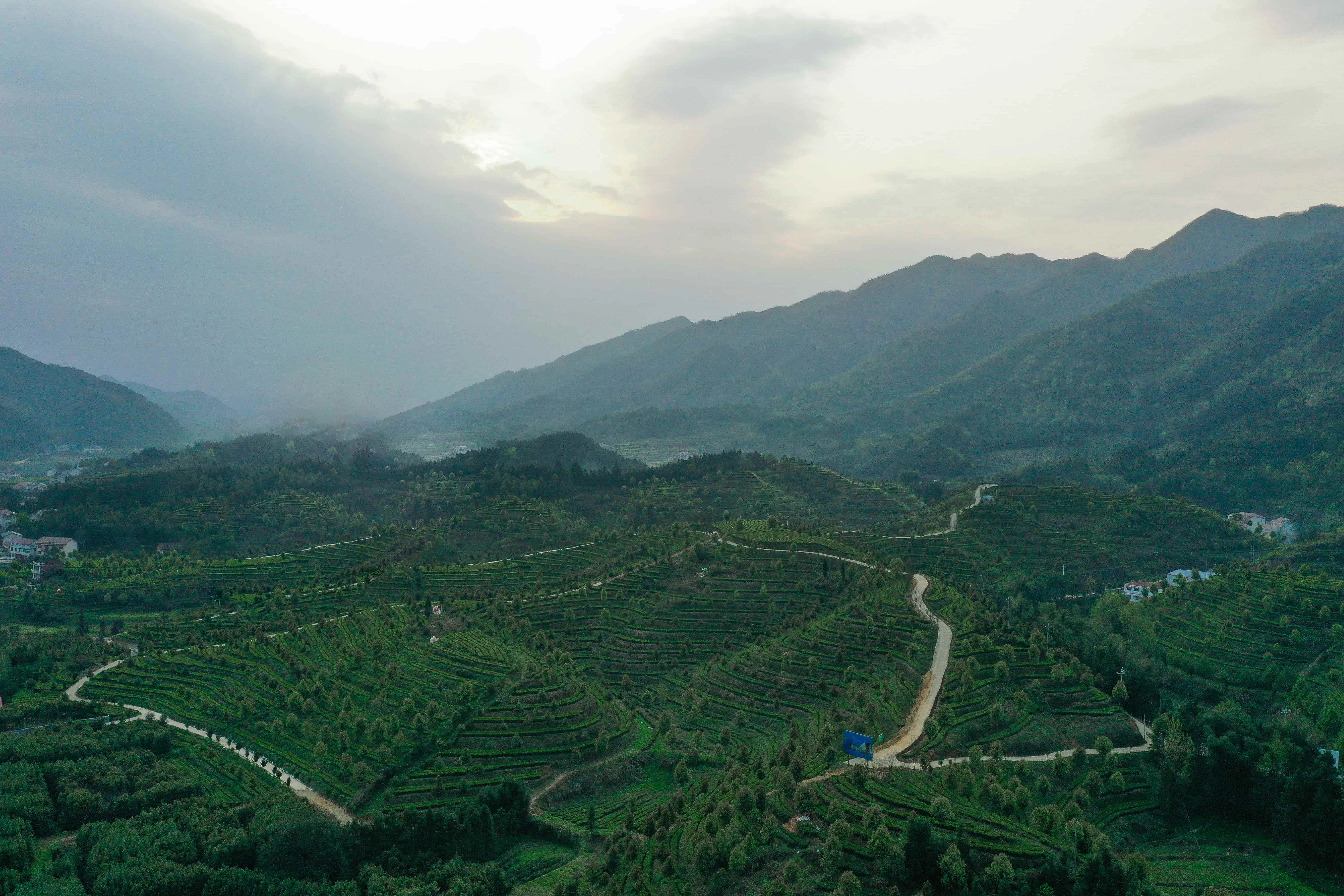 小师姐评茶 湖南千两茶 安化黑茶 2014年压制 盒装 100克 详情图 6
