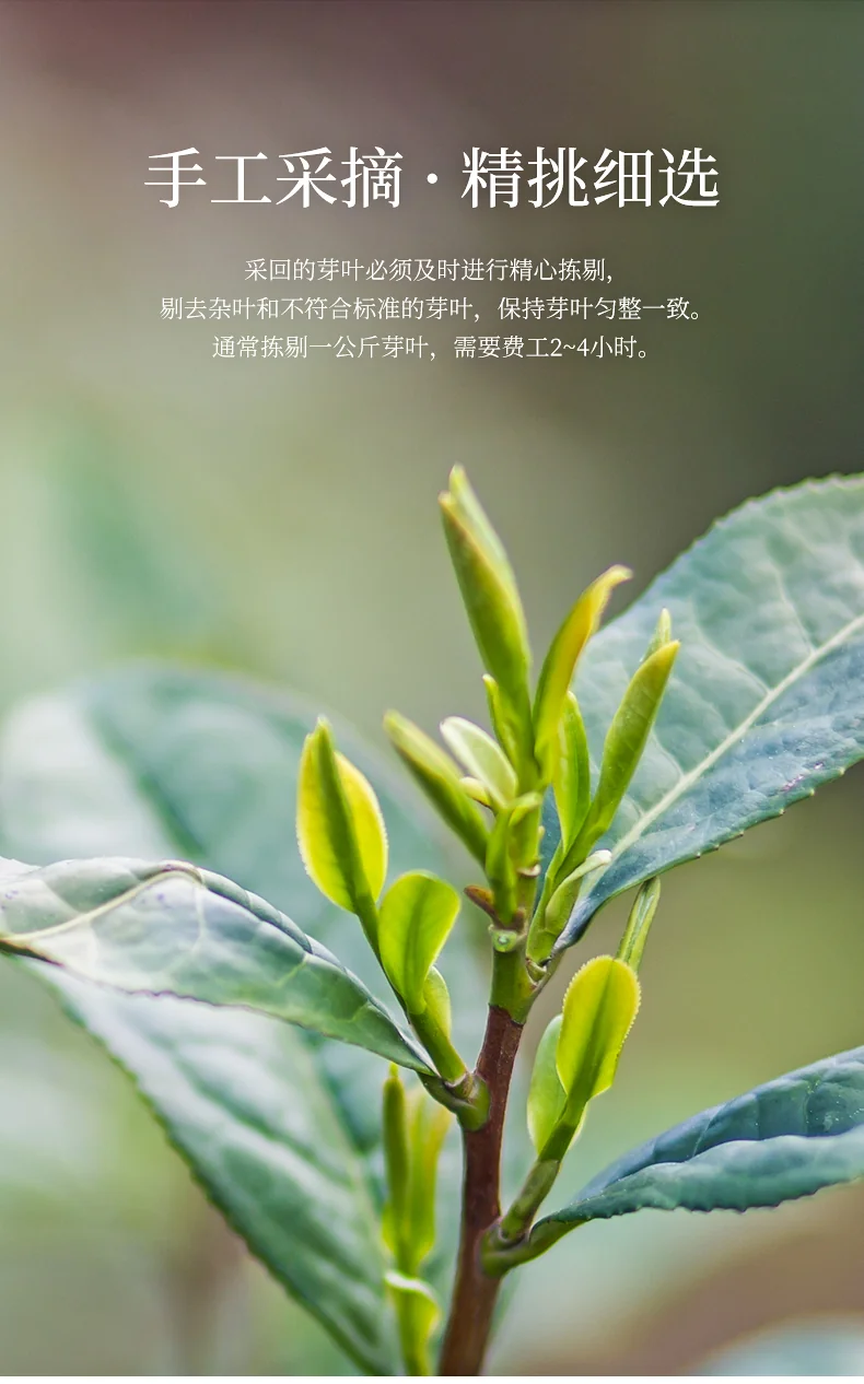 碧螺 2026年上市绿茶臻品苏州洞庭碧螺春 特级一等 50g 明前新茶送人礼盒 详情图 5