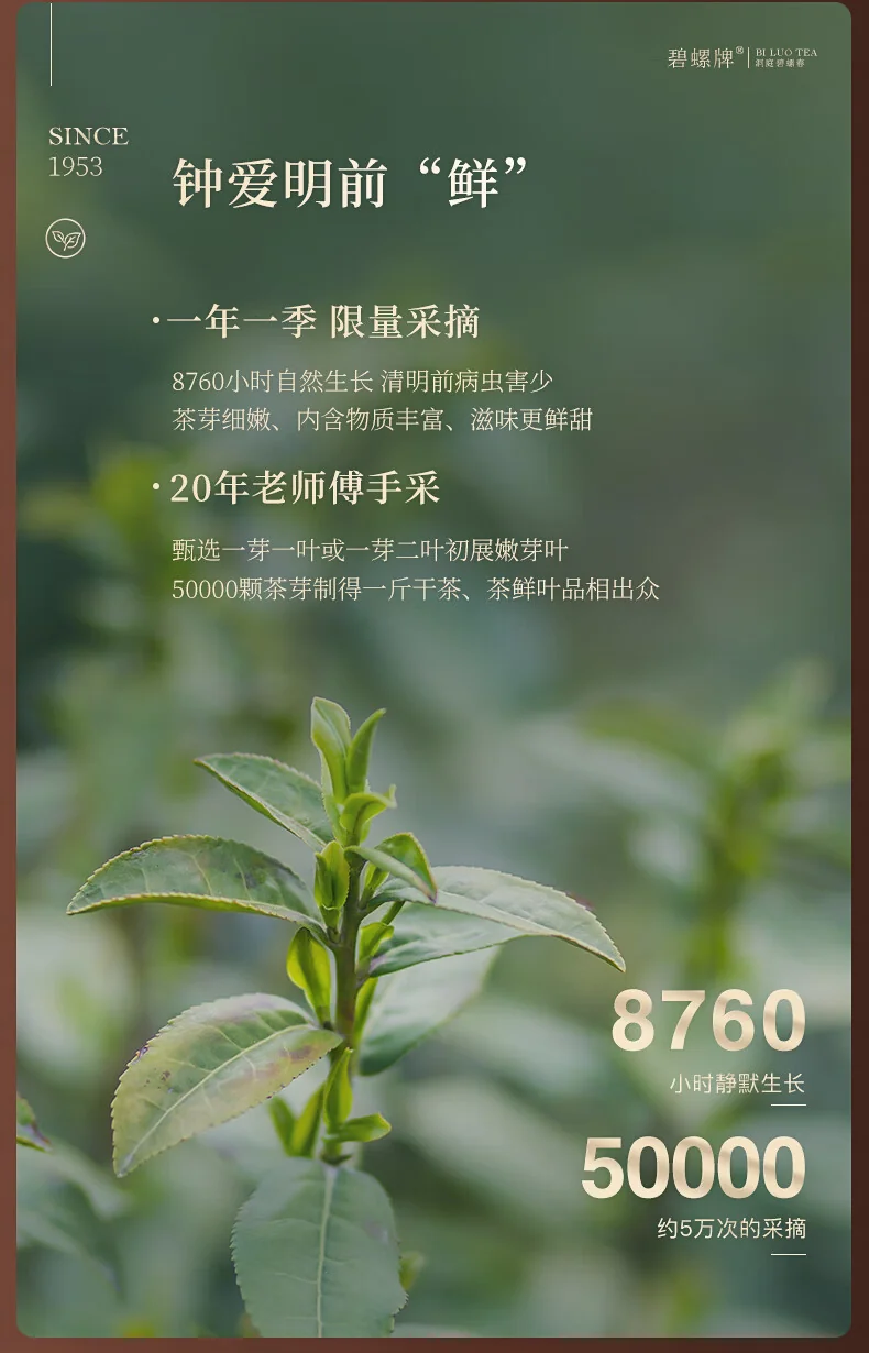 碧螺 2026年春茶绿茶国韵碧螺春东山茶厂 一级5A 120g 明前新茶送人礼盒装 详情图 6