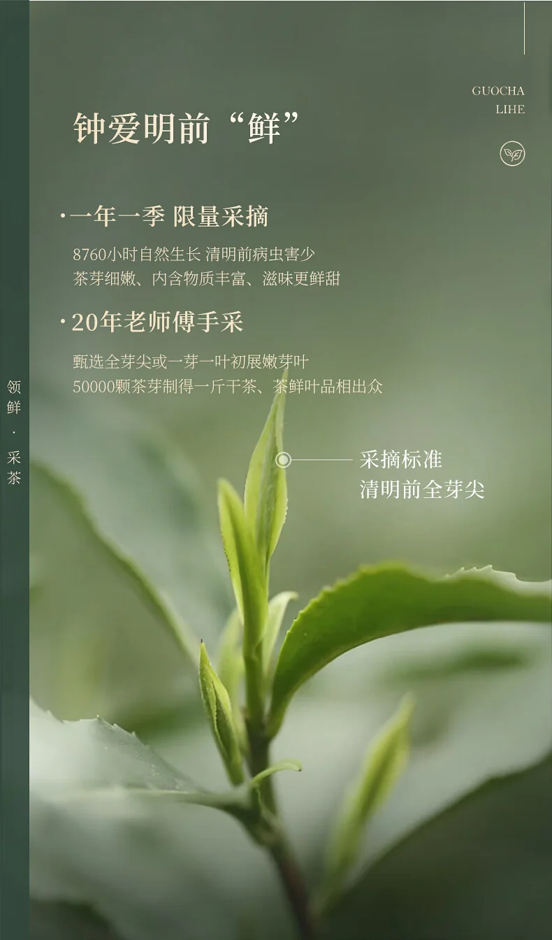Biluochun 2026 Spring Green Tea, Suzhou Dongting Biluochun, Premium Grade 1, 180g, Pre-Qingming New Tea Gift Box detail image 9