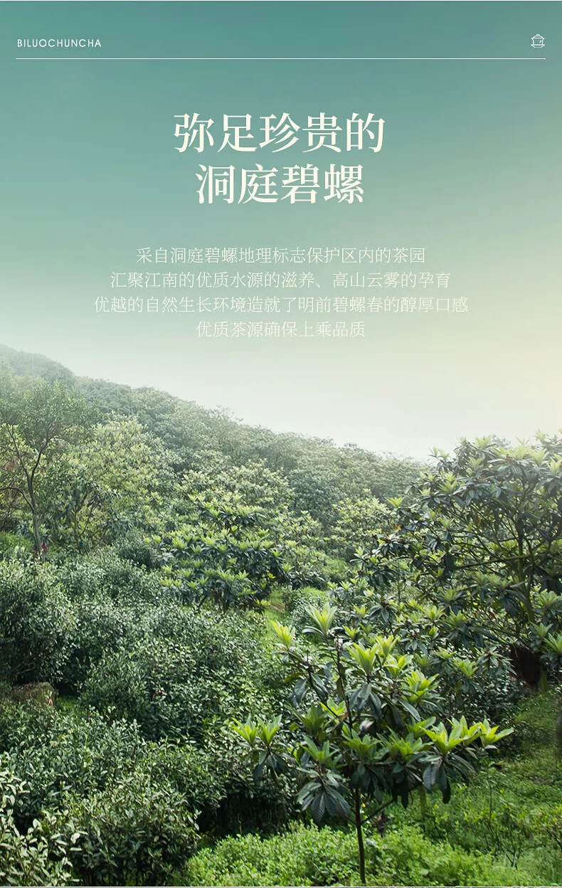 碧螺 2026年春茶绿茶御赐初芯苏州洞庭碧螺春 特级一等50g  明前新茶礼盒 详情图 10