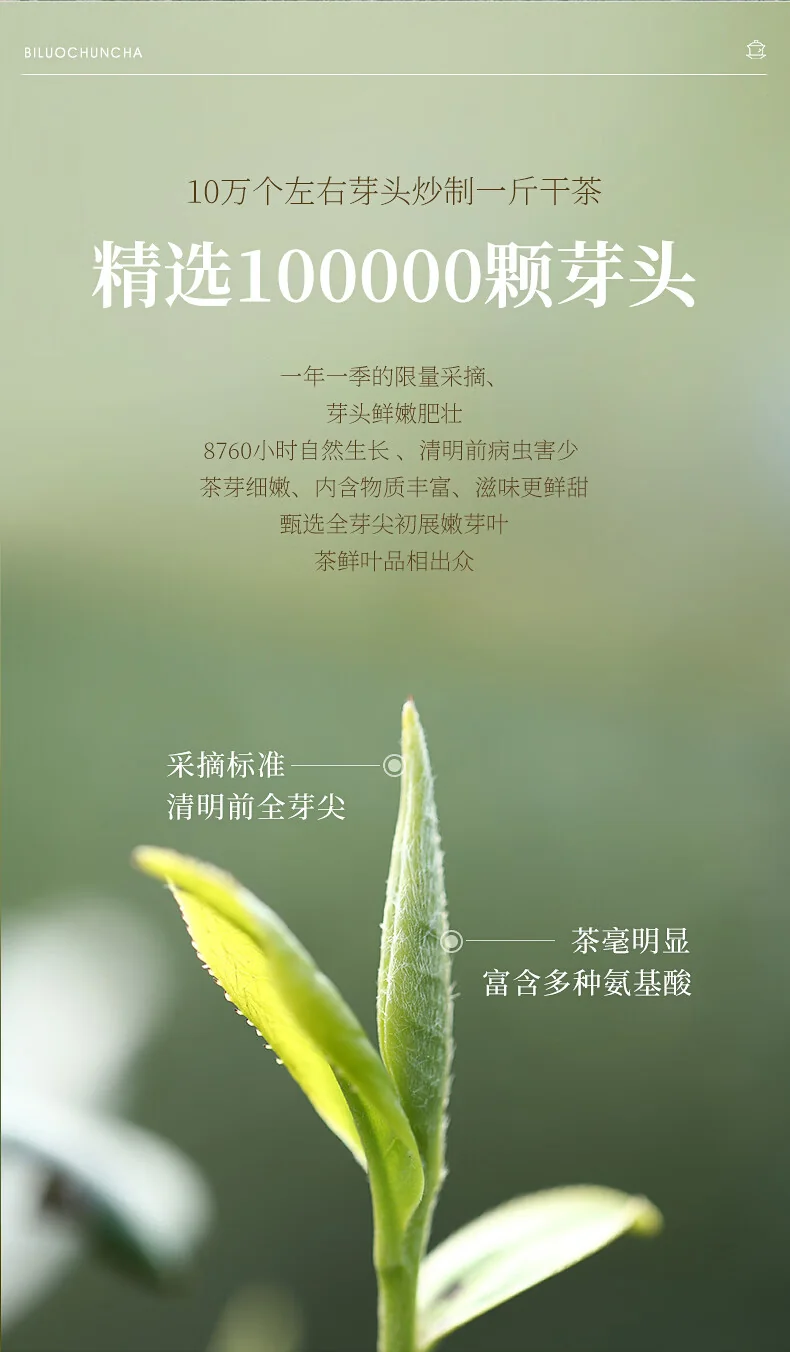 碧螺 2026年春茶绿茶御赐初芯苏州洞庭碧螺春 特级一等50g  明前新茶礼盒 详情图 12