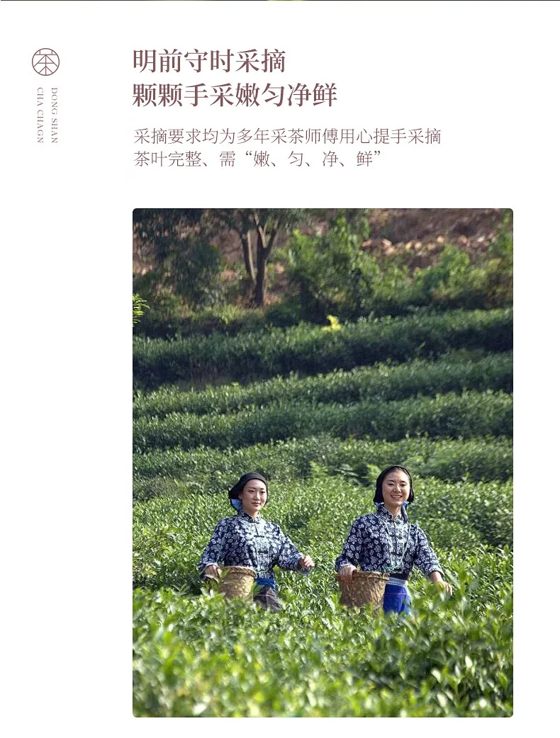 碧螺 2026年春茶绿茶御赐初芯苏州洞庭碧螺春 特级一等50g  明前新茶礼盒 详情图 13