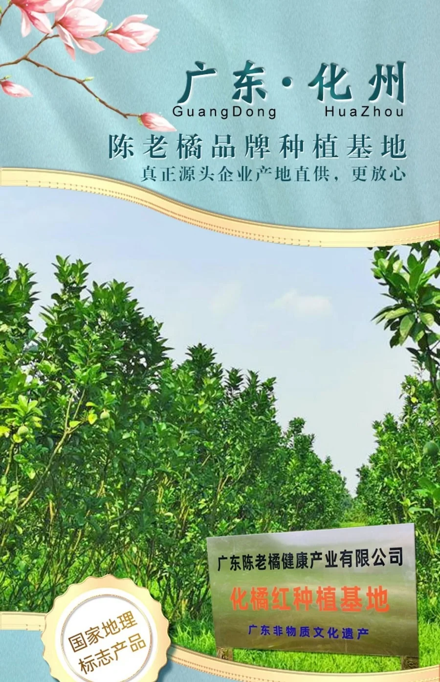 Chen Lao Tangerine 12 years Huazhou orange red golden foetal hair orange red orange peel small fruit slices Gift box packaging Gift goodies detail image 25