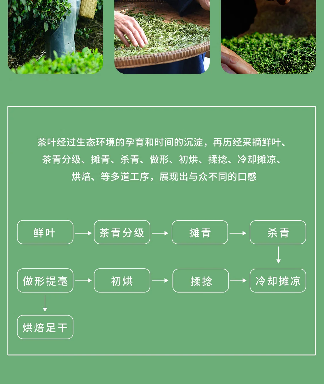【中国直邮，时效7-15天】贵天下 2026明前新茶绿茶 都匀毛尖绿茶叶珍品贵州特产云雾茗茶100克 详情图 10