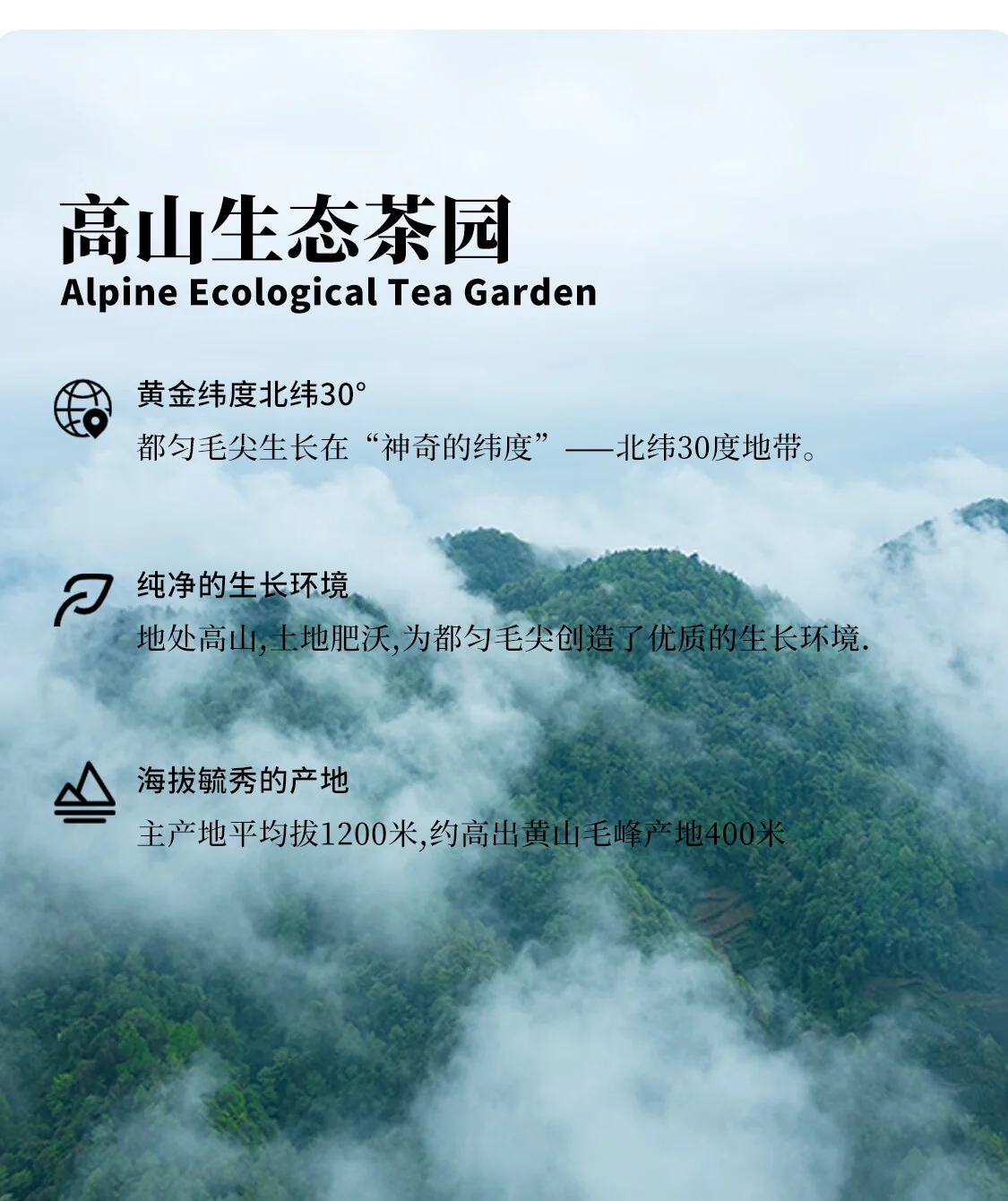 【中国直邮，时效7-15天】贵天下 2026明前新茶绿茶 都匀毛尖绿茶叶珍品贵州特产云雾茗茶100克 详情图 7
