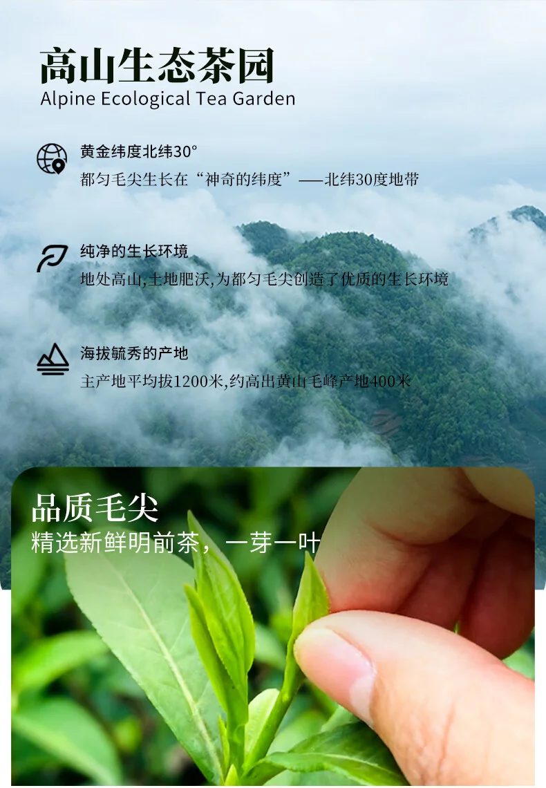 【中国直邮，时效7-15天】贵天下 2026明前新茶绿茶 都匀毛尖绿茶叶珍品茗茶芽茶贵州高山云雾100克 detail image 6