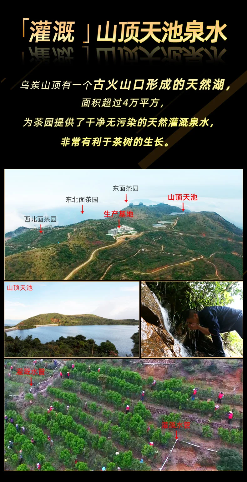 【中国直邮，时效7-15天】天池茶业 1392天池凤凰单枞七彩芝兰香 正宗潮州特级单丛乌龙茶乌岽芝兰香100g*1罐 详情图 6