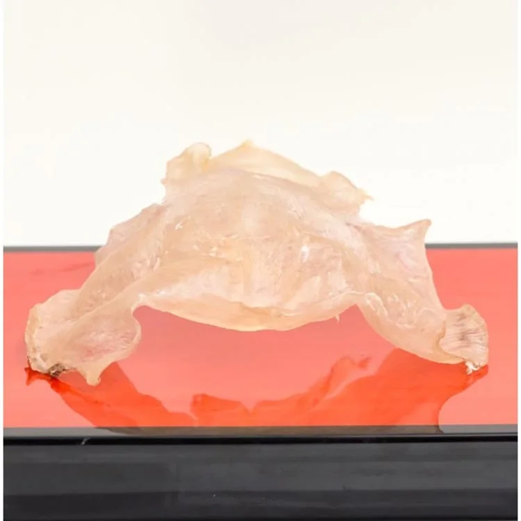 XLSEAFOOD Sun Dried Wild Caught Grouper Fish maw Grade AAAA detail image 2