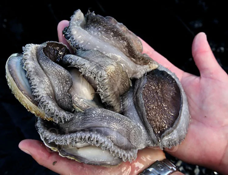 XLSEAFOOD Sun Dried Haliotis South Africa AAAA Grade detail image 2