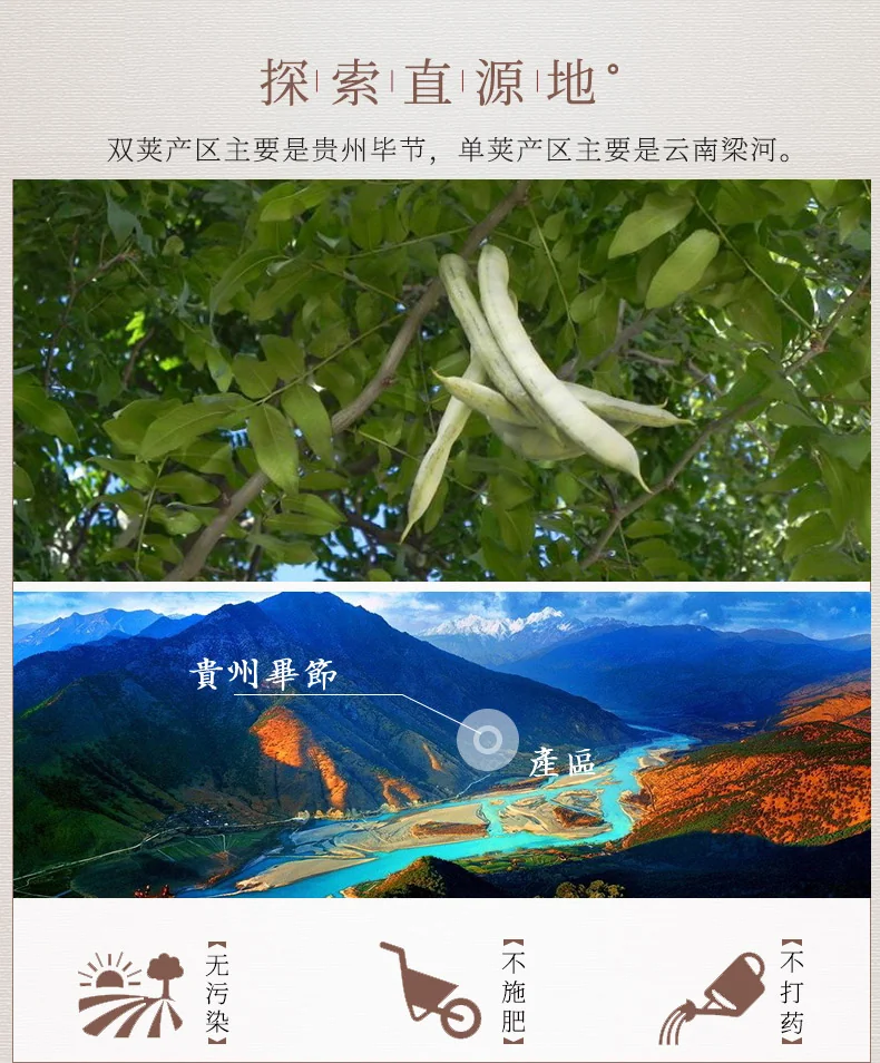 XLSEAFOOD Wild Guizhou Double Pod Ginsenosia Michelia Seeds, moisturizing and laxative, regulating blood sugar, high-quality 227g (0.5lb) detail image 4