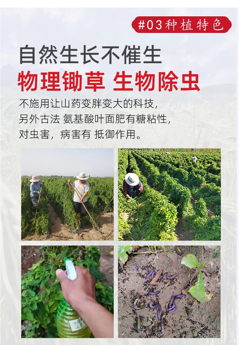 张宝山铁棍山药粉怀山药早餐脾胃养代餐粉老年人营养品600g*2罐（共1200g） detail image 11