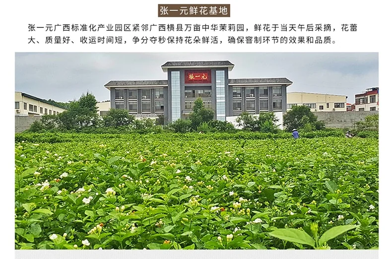 Zhang Yiyuan Gold Medal Tea Special Jasmine Longhao Freshness and richness 8 times kiln made Portable 48g detail image 12