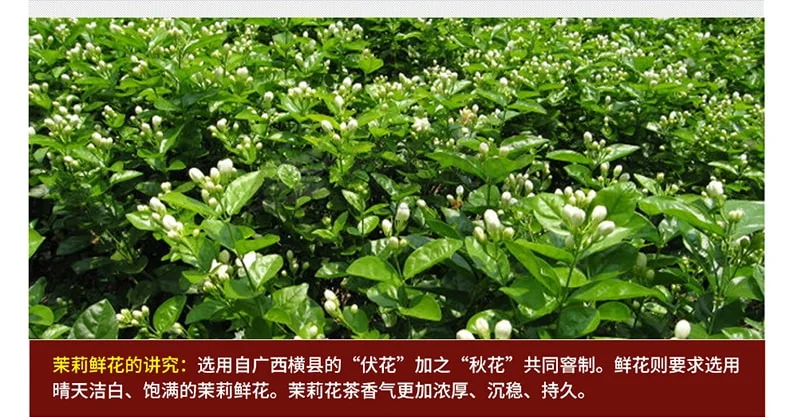 Zhang Yiyuan Gold Medal Tea Special Jasmine Longhao Freshness and richness 8 times kiln made Portable 48g detail image 13
